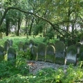 cmentarz żydowski drzewa i tablice
