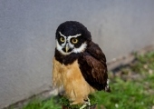image00018