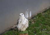 image00089