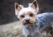 yorkshire-terrier-4783327_960_720