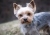 yorkshire-terrier-4783327_960_720
