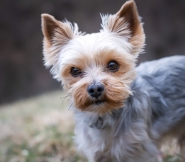 yorkshire-terrier-4783327_960_720